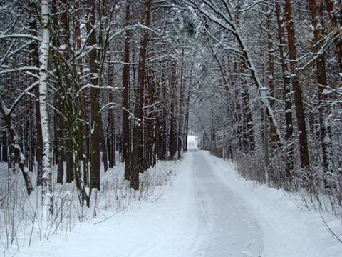 koncha-zaspa-zima-10.jpg